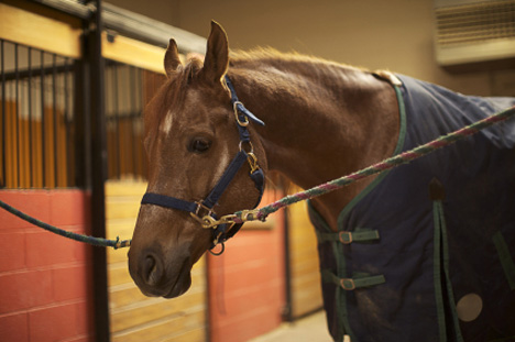 Infrared Horse Blankets