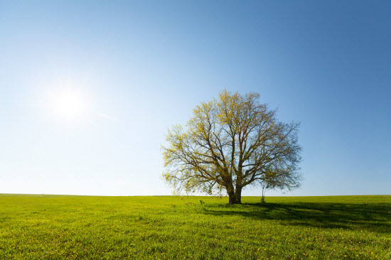 Does Infrared Penetrate Clothing - Shadow Cast By Tree